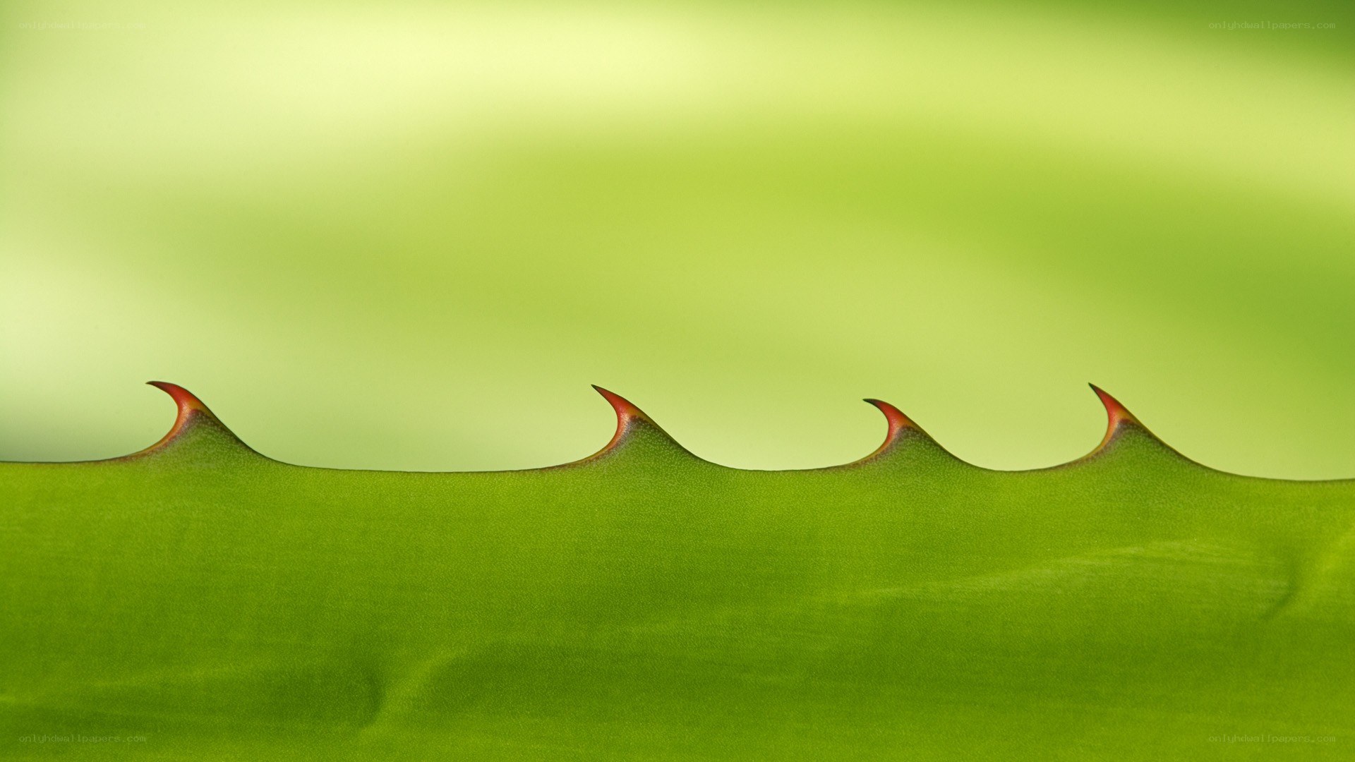 Close-up of aloe vera leaf