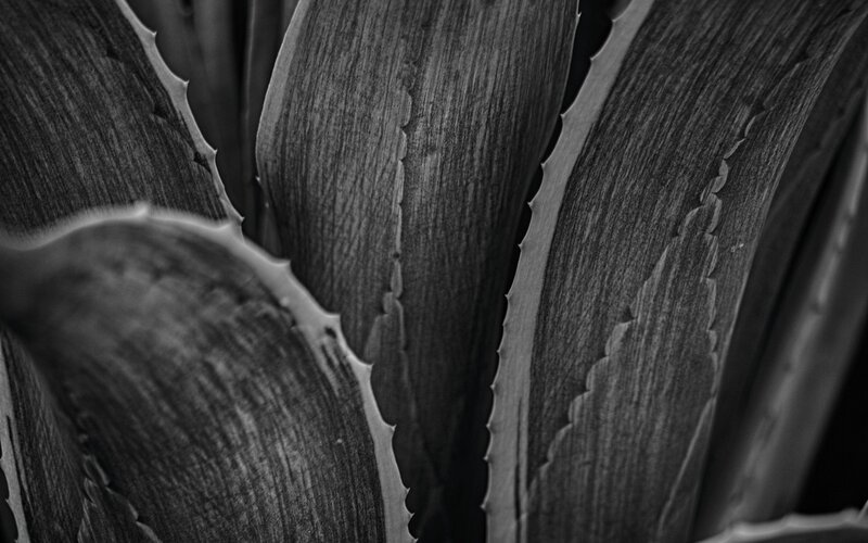 close-up of aloe vera leaves
