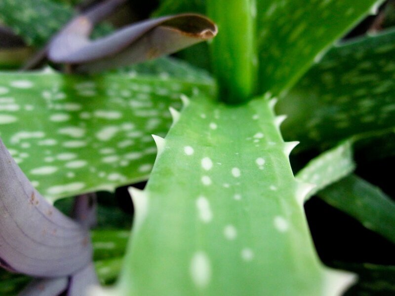 Close-up of aloe vera plant