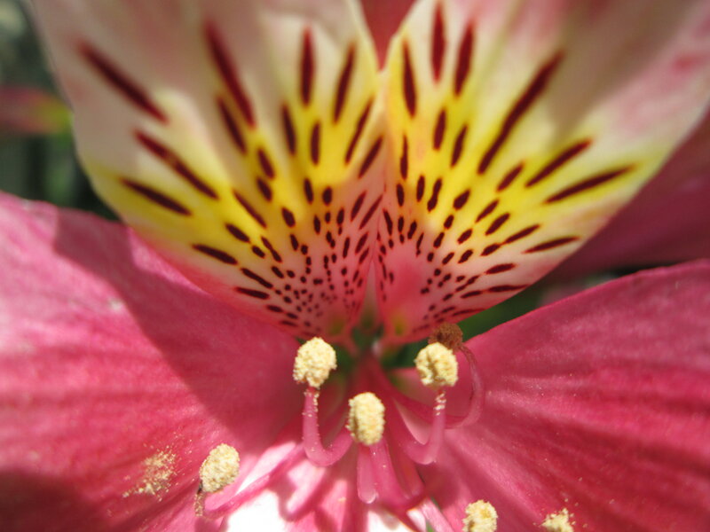 Close-up of Alstroemeria Flower