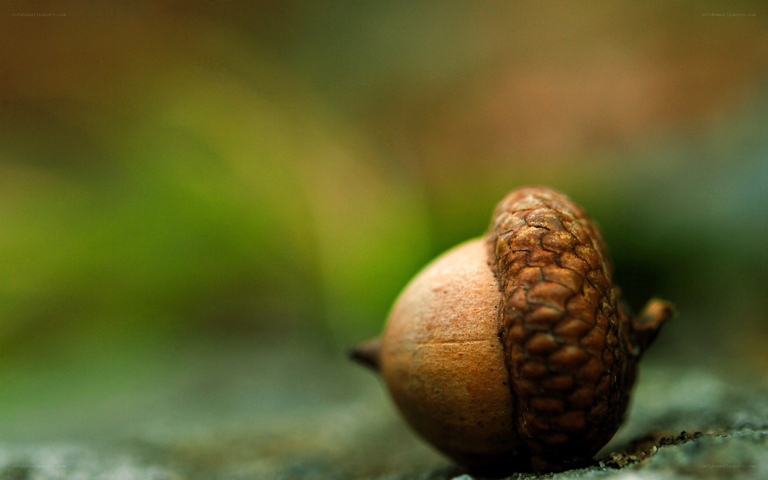 Close-up of an acorn