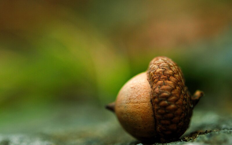 Close-up of an acorn