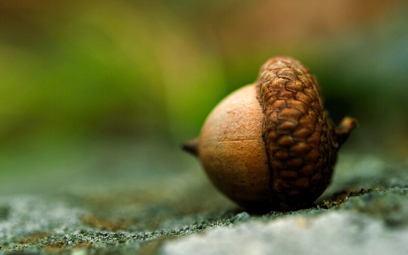 Close-up of an acorn on stone