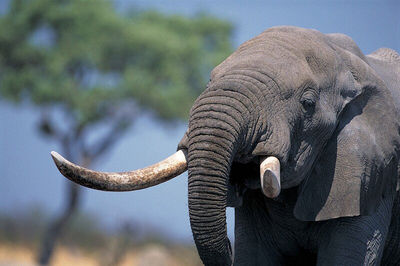 Close-up of an African elephant