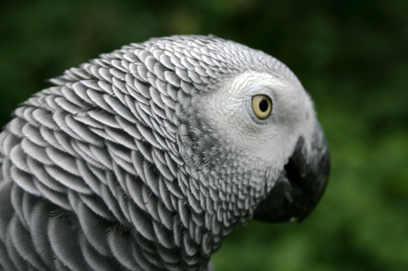 close-up of an African grey parrot