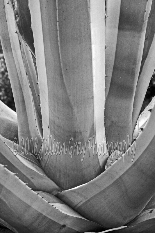 Close-up of an agave plant