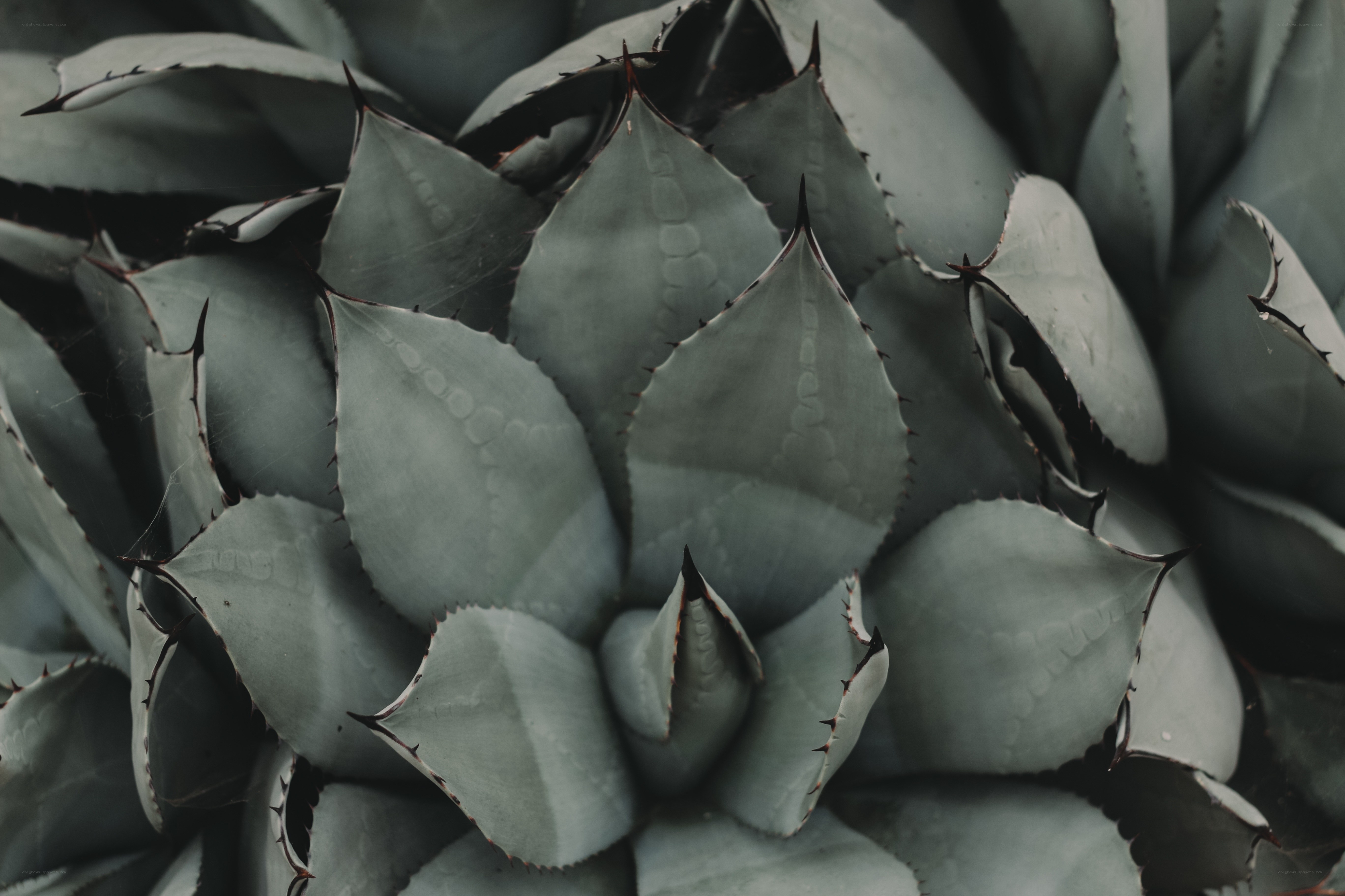 Close-up of an agave plant
