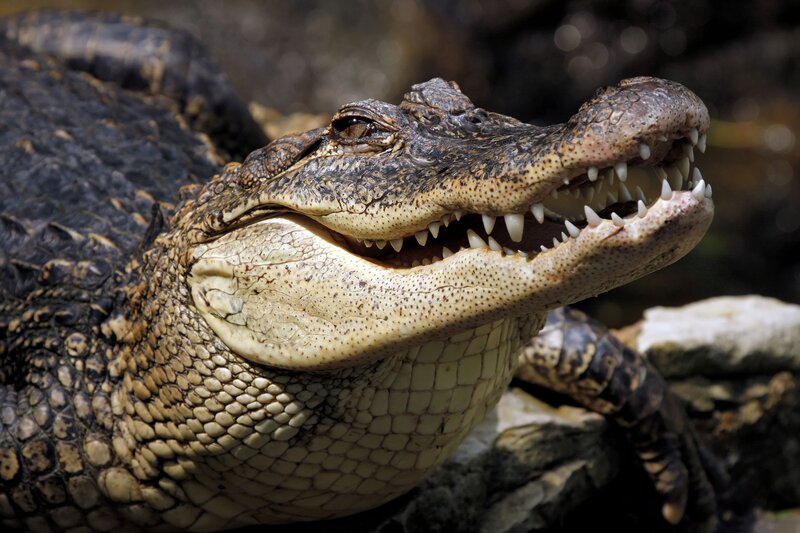 Close-up of an alligator