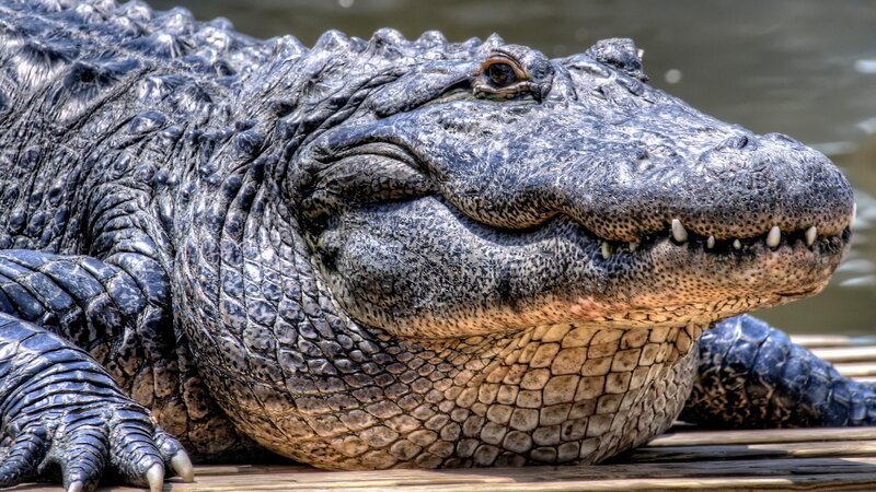 Close-up of an alligator