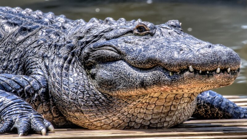 Close-up of an alligator