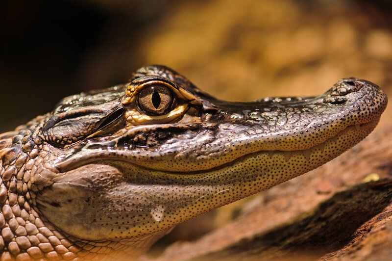 close-up of an alligator's head