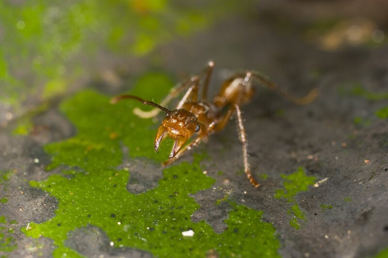 close-up of an ant