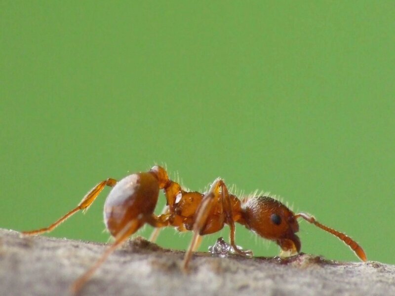 close-up of an ant