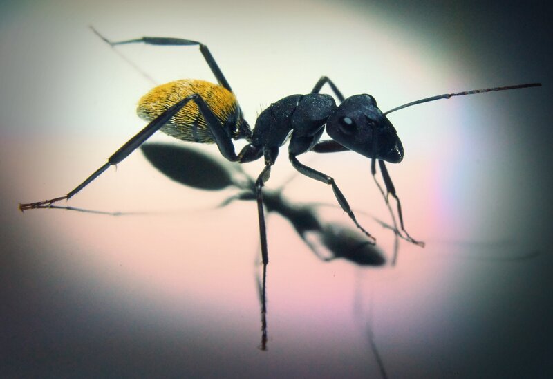 close-up of an ant