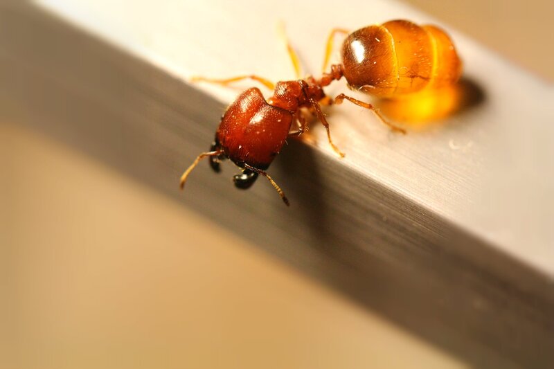 close-up of an ant
