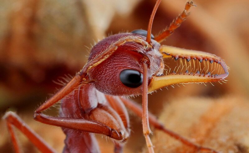 close-up of an ant