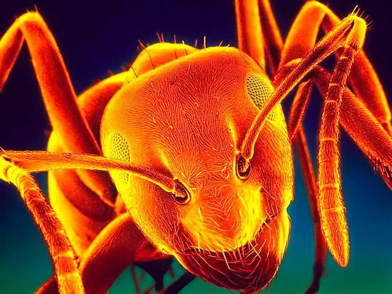 close-up of an ant