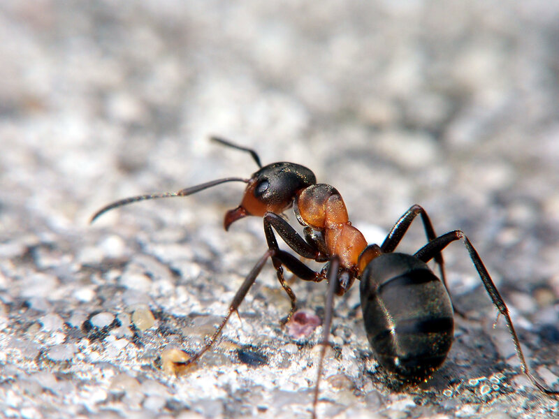 close-up of an ant