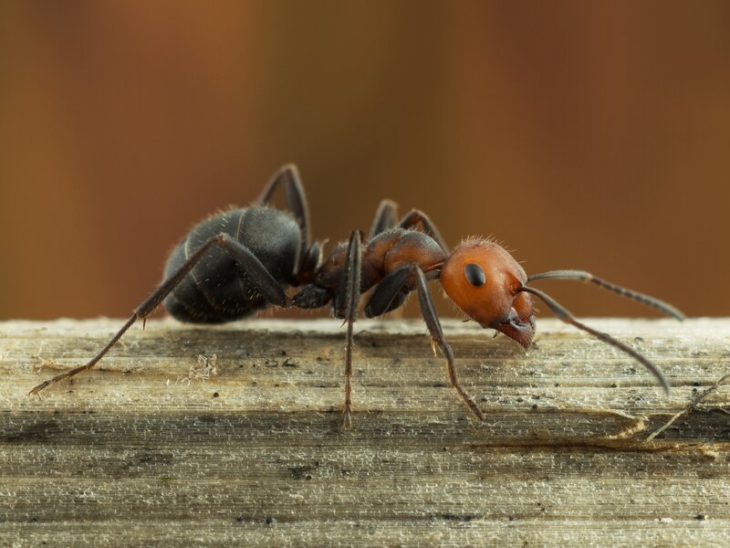 close-up of an ant