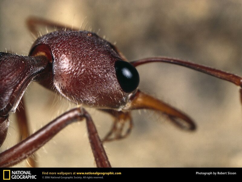 close-up of an ant