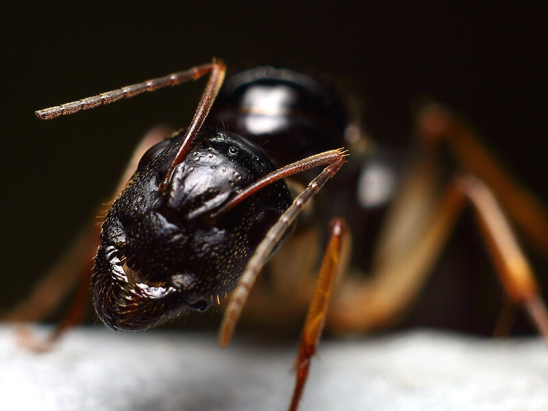 close-up of an ant