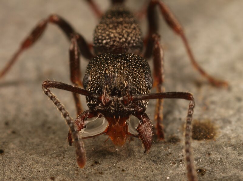 close-up of an ant