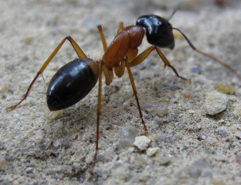 close-up of an ant