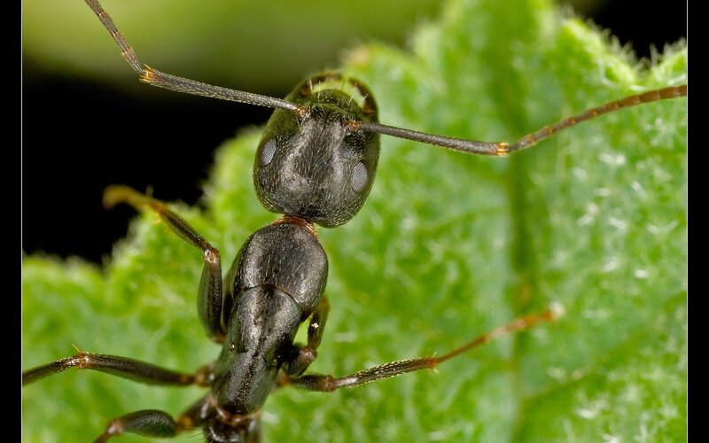 close-up of an ant on a leaf