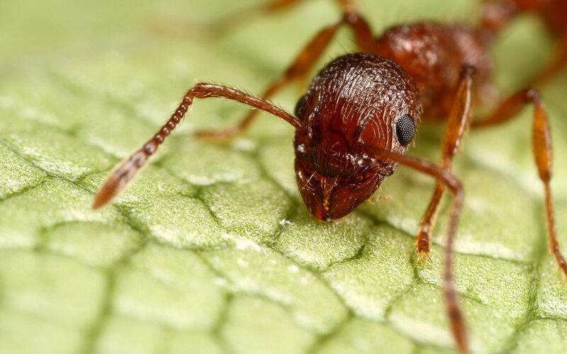 close-up of an ant on a leaf