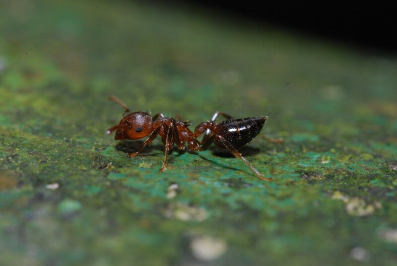 close-up of an ant on a leaf