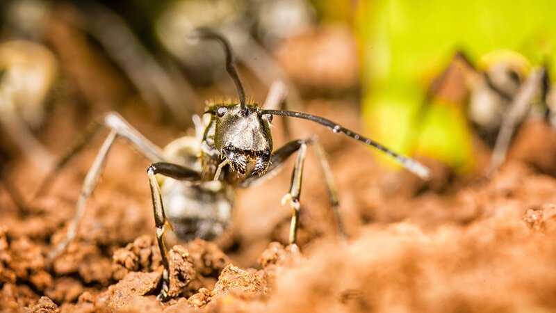 close-up of an ant on soil