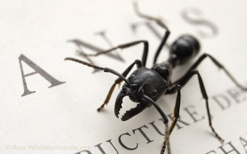 close-up of an ant on text