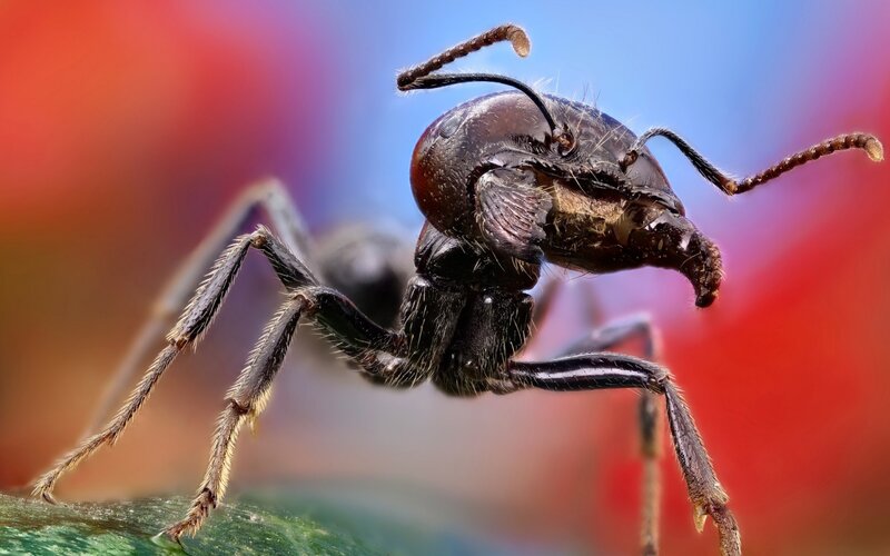 Close-up of an Ant — Red, Dramatic, Photograph