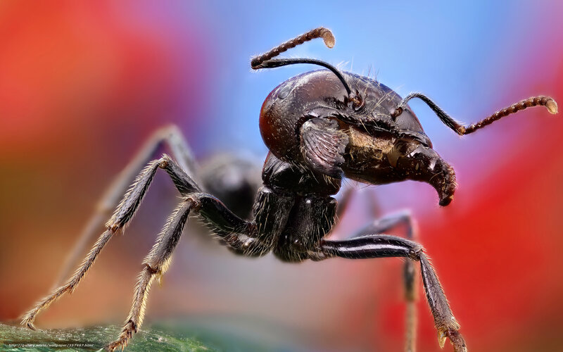 Close-up of an Ant — Red, Dramatic