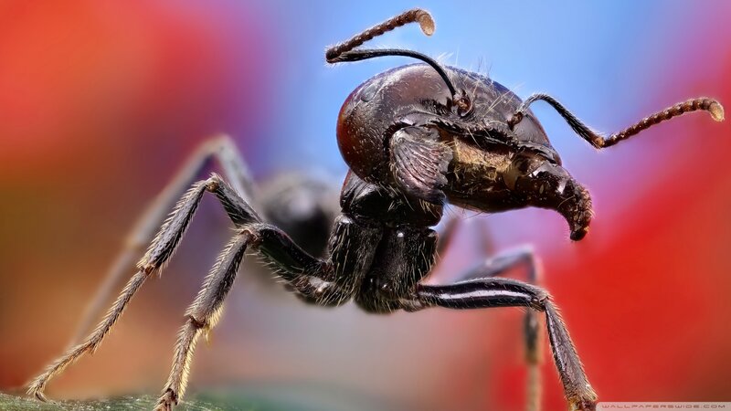 Close-up of an Ant — Red