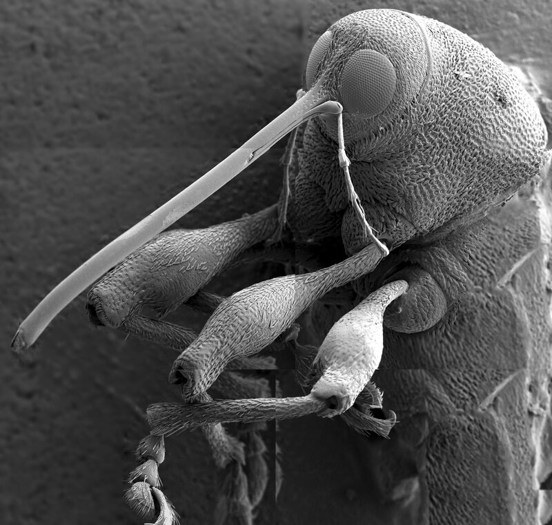 close-up of an ant's head