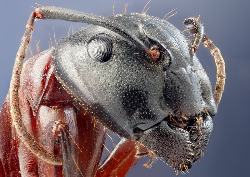 close-up of an ant's head