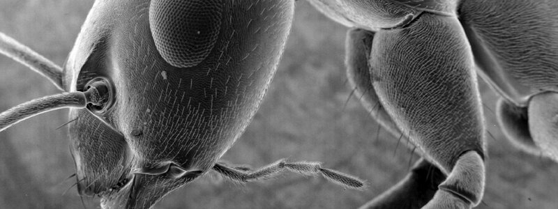 Close-up of an ant's head
