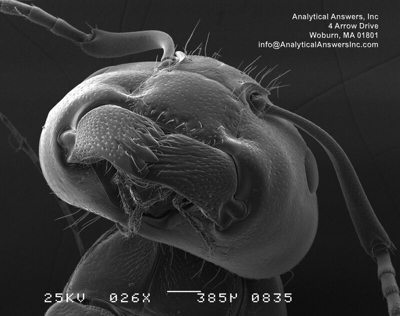 Close-up of an ant's head