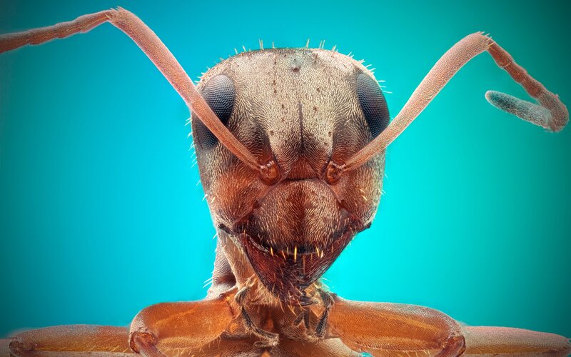 close-up of an ant's head