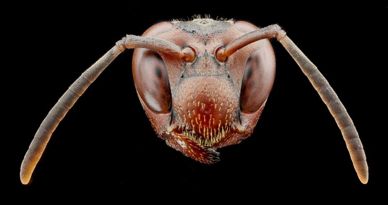 close-up of an ant's head