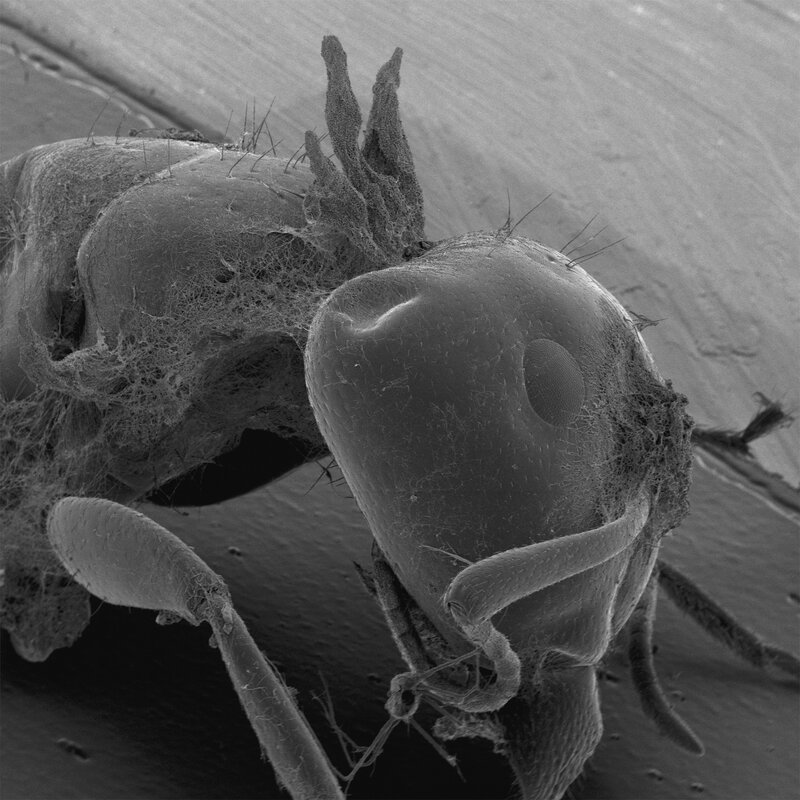 close-up of an ant's head
