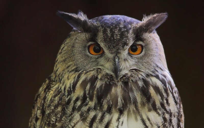 Close-up of an eagle owl