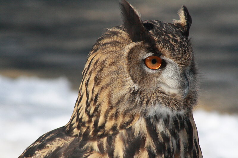 Close-up of an eagle owl