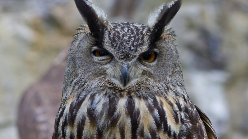 close-up of an eagle owl