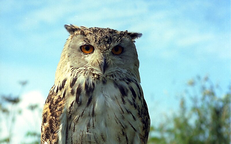 Close-up of an eagle owl