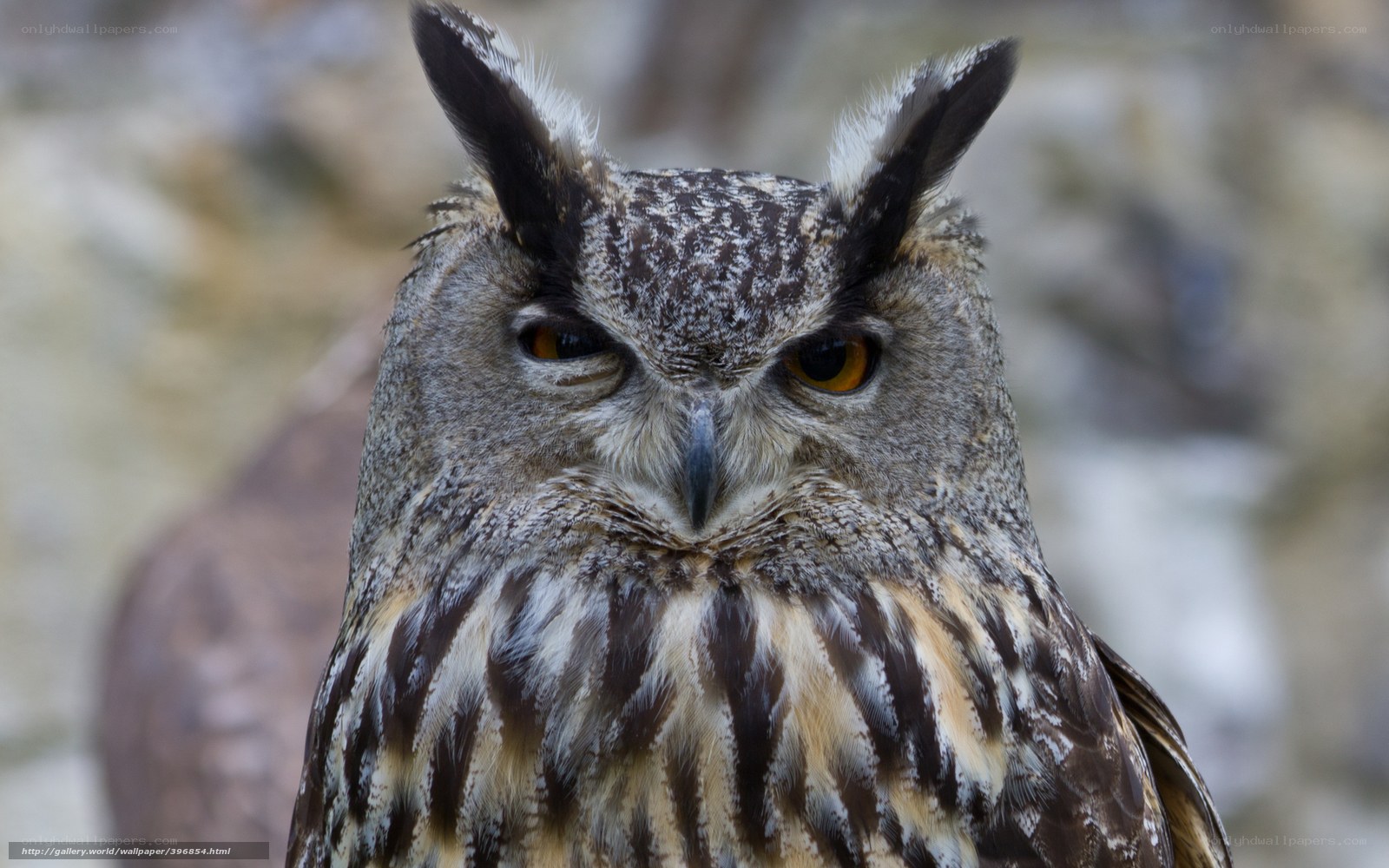 Close-up of an eagle owl