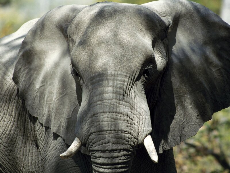 Close-up of an elephant