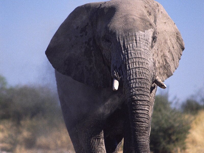 Close-up of an elephant