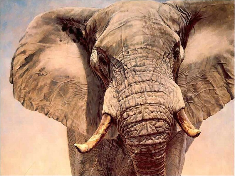 Close-up of an elephant
